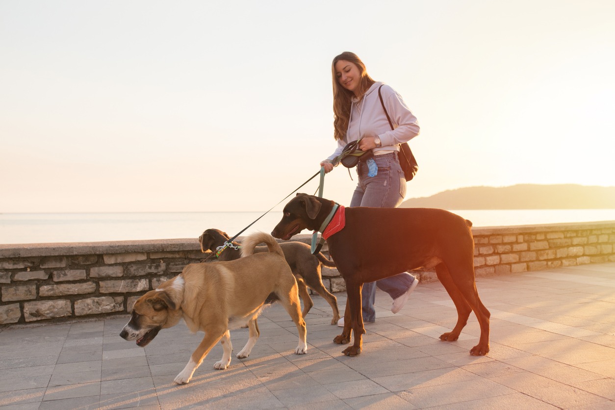 Ihre Seelenruhe, die Freude Ihres Haustiers Professionelle Hundeausführung und Betreuung
